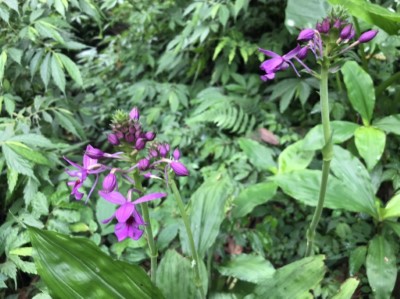 目前長距白鶴蘭陸續開花，花色由深紫色到淡紫色 (1)(新竹林區管理處提供)